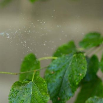 ابادة البعوض