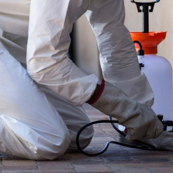 مكافحة الحشرات المنزلية بدون مبيدات